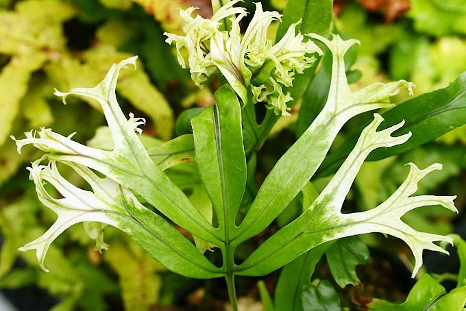 獅子斑入イワヒトデ - 「中越植物園オンラインショップ」