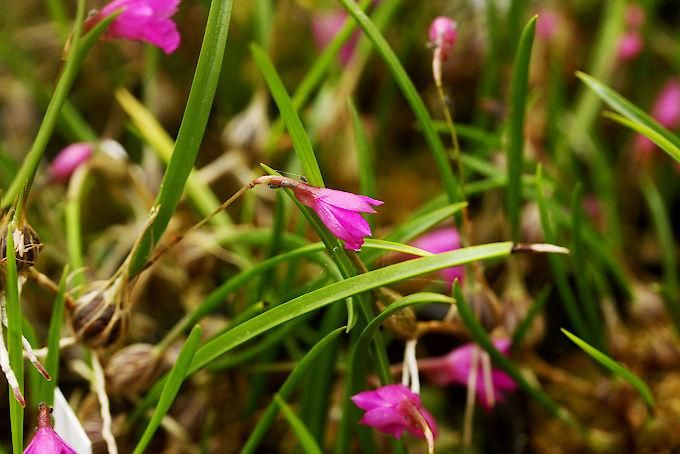 イサベリア・プルケラ - 「中越植物園オンラインショップ」