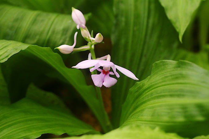 オナガエビネ - 「中越植物園オンラインショップ」