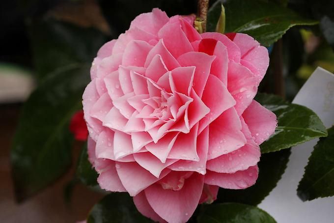 ツツジ/飛鳥川絞り【現品発送】管理70203 ツツジ/飛鳥川絞り【現品発送】管理70203 ツツジ/飛鳥川絞り