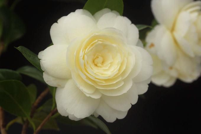 153914775.jpg?cmsp_timestamp=