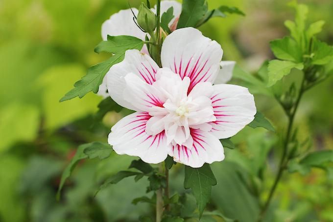 ムクゲ スターバーストシフォン - 「中越植物園オンラインショップ」