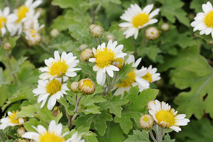 リュウノウギク - 「中越植物園オンラインショップ」