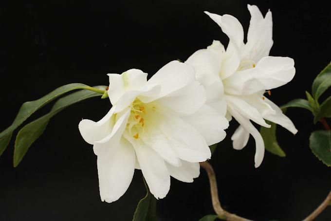 星孔雀　椿 楽天市場】孔雀 ツバキの通販