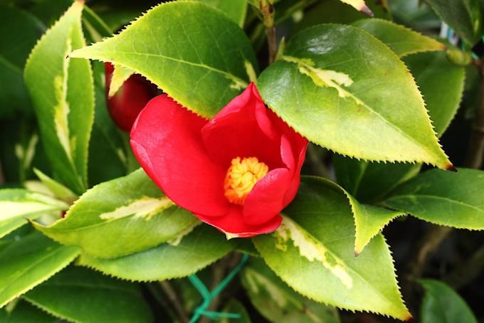 金鏡　きんきょう　椿 155184230.jpg?cmsp_timestamp=