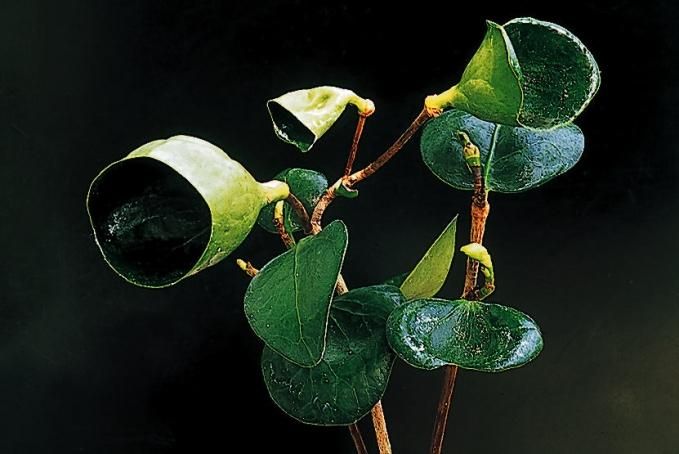 まどか　円　圓　椿 椿園オンラインショップ / 【一点物】圓・まどか