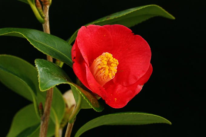 椿 赤西王母（あかせいおうぼ） - 「中越植物園オンラインショップ」