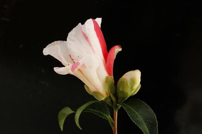 椿 百合絞（ゆりしぼり） - 「中越植物園オンラインショップ」