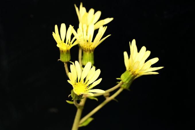 ツワブキ 大社白（たいしゃはく） - 「中越植物園オンラインショップ」