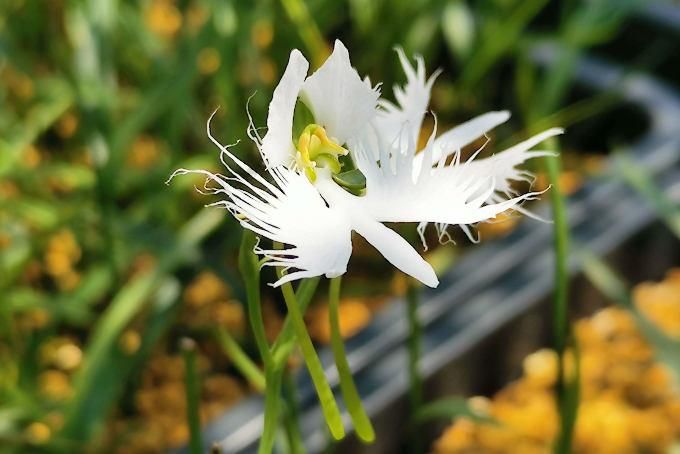 ホット商品 さぎ草（サギソウ 30球 (銀河) サギソウ 【銀河】 （3球入 球根 花