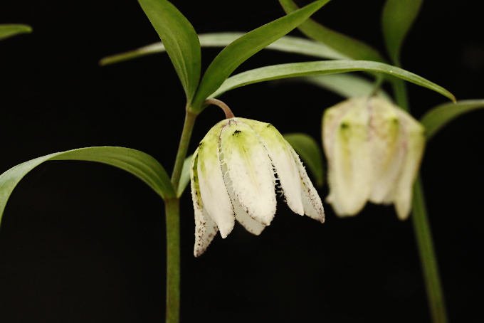 コシノコバイモ - 「中越植物園オンラインショップ」