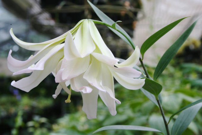 八重咲ササユリ 羽衣(はごろも) - 「中越植物園オンラインショップ」