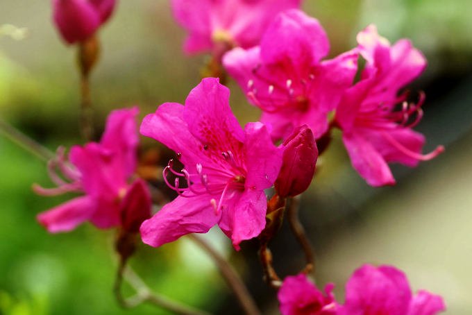 元之助ツツジ - 「中越植物園オンラインショップ」