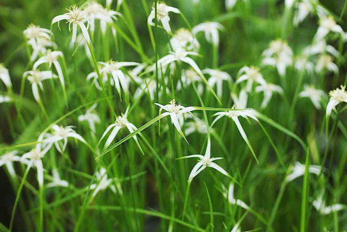 シラサギカヤツリ - 「中越植物園オンラインショップ」