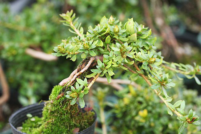 ミヤマキリシマ 根上小品 - 「中越植物園オンラインショップ」