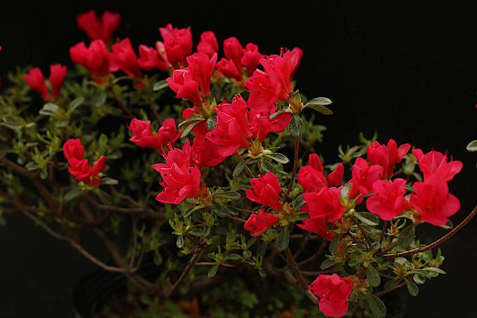 ミヤマキリシマ 石化紅小町 - 「中越植物園オンラインショップ」