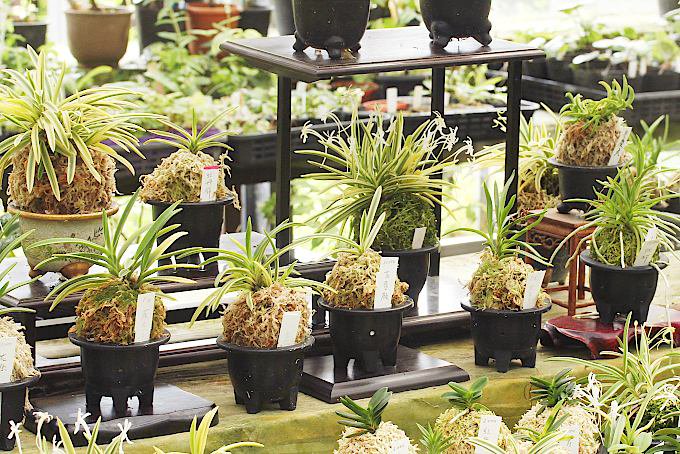 富貴蘭 銘品5種セット - 「中越植物園オンラインショップ」