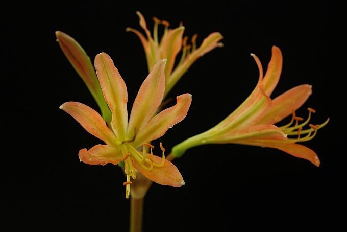 キツネノカミソリ 薄オレンジ色 - 「中越植物園オンラインショップ」