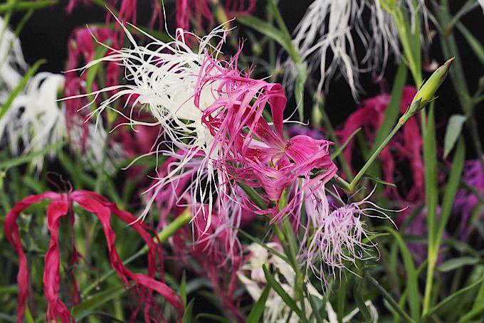 伊勢ナデシコ - 「中越植物園オンラインショップ」