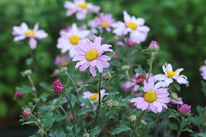 赤花リュウノウギク 「赤富士」 - 「中越植物園オンラインショップ」