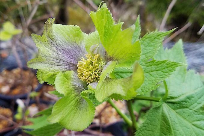 緑弁花シラネアオイ - 「中越植物園オンラインショップ」