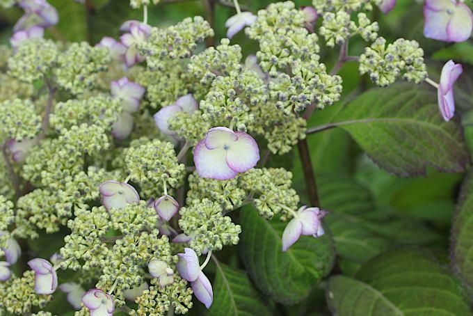 華やかな覆輪紫陽花 169089727.jpg?cmsp_timestamp=