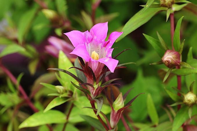 リンドウ 赤花系 実生 - 「中越植物園オンラインショップ」