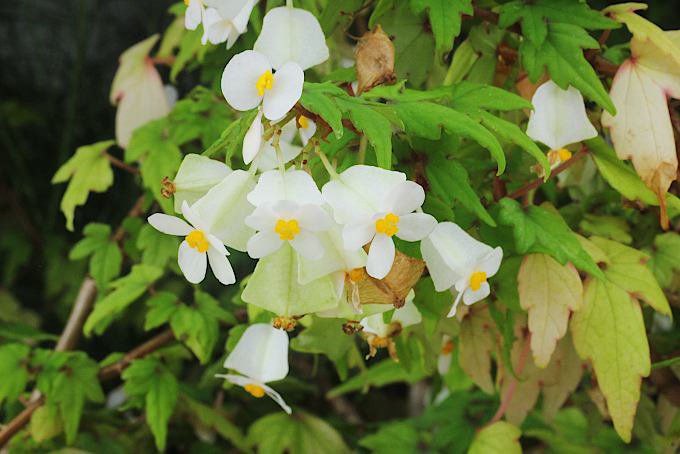 ベゴニア ドレゲイ - 「中越植物園オンラインショップ」