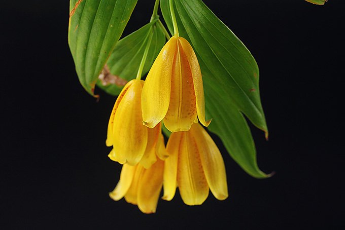 紀伊ジョウロウホトトギス 潤華 - 「中越植物園オンラインショップ」