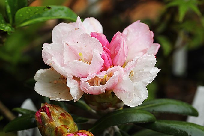 屋久島シャクナゲ - 「中越植物園オンラインショップ」