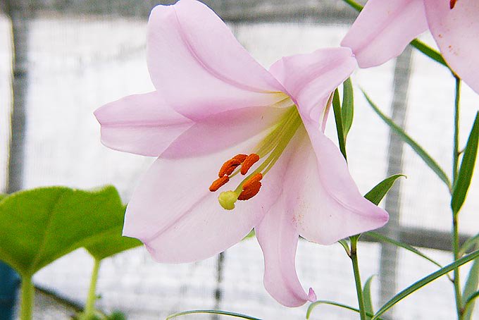 紀州ササユリ - 「中越植物園オンラインショップ」