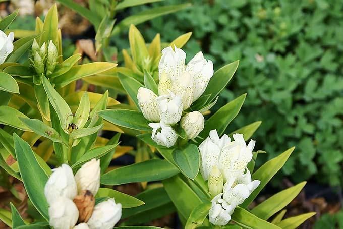 山野草　希少強健種　レギナエアツモリソウ　葉3芽株C 山野草 希少強健種 レギナエアツモリソウ 葉3芽株C 山野草 希少