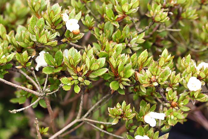 箱根コメツツジ - 「中越植物園オンラインショップ」