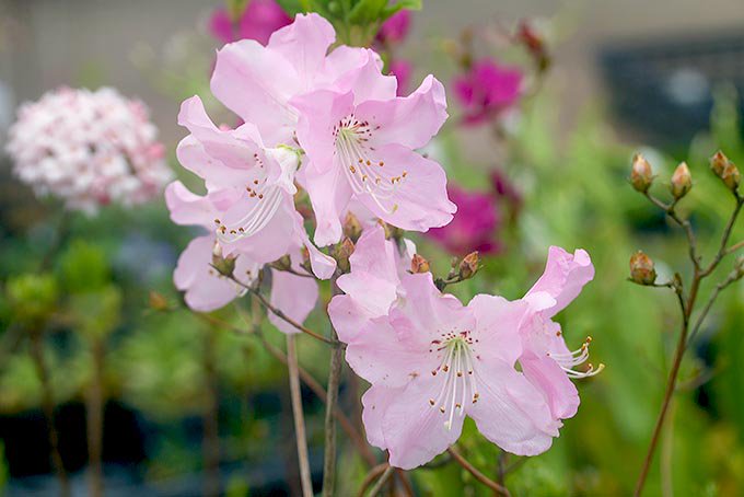 クロフネツツジ - 「中越植物園オンラインショップ」