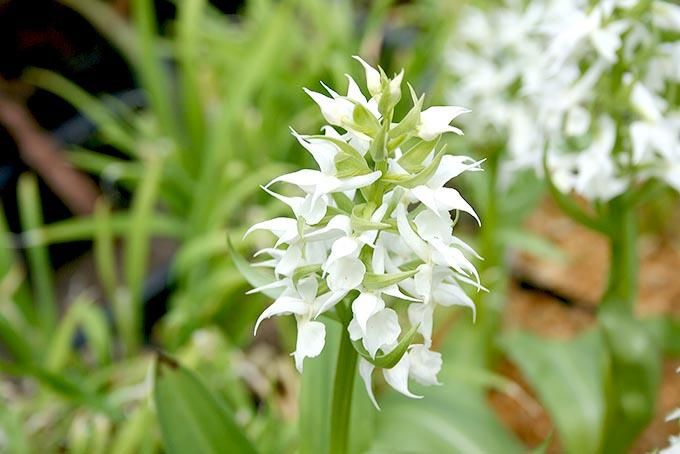 白花ハクサンチドリ - 「中越植物園オンラインショップ」