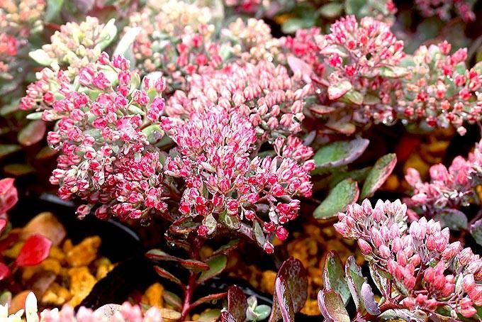 177046980.jpg?cmsp_timestamp=