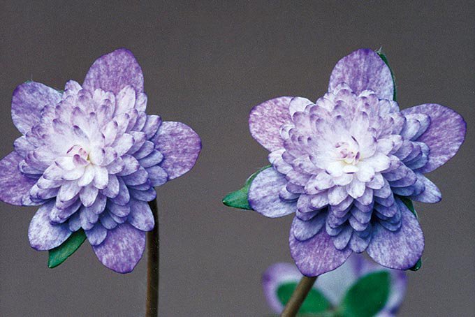 水中花 - 「中越植物園オンラインショップ」