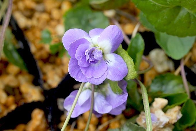 紫花八重咲パルマスミレ - 「中越植物園オンラインショップ」