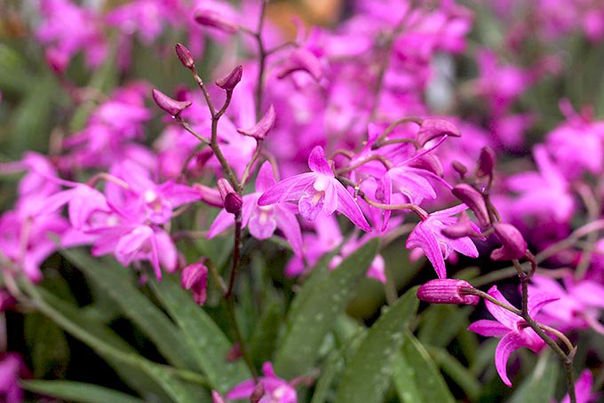 デンドロビウム スペシオキンギアナム - 「中越植物園オンラインショップ」