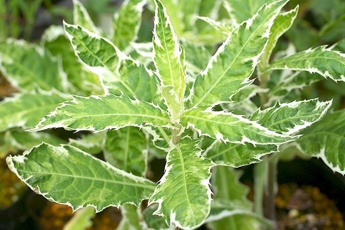 覆輪が美しい朝顔の苗 ✦つぼみ付き開花苗 一苗 紫覆輪朝顔の開花苗✦一苗✦つぼみ付き苗！ - メルカリ