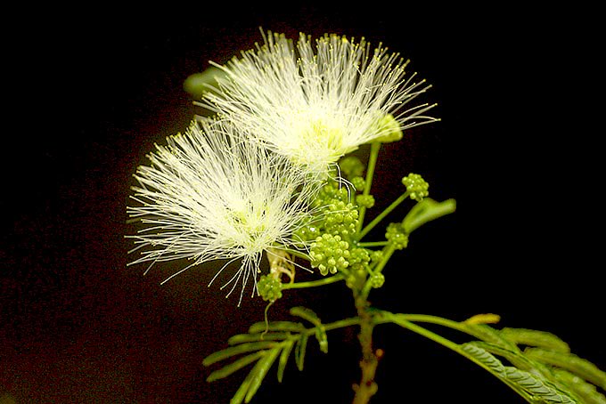 白花ネムノキ - 「中越植物園オンラインショップ」