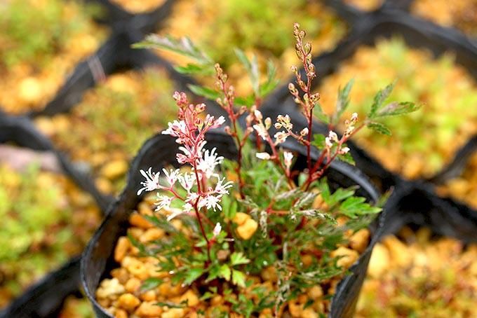 屋久島ショウマ - 「中越植物園オンラインショップ」