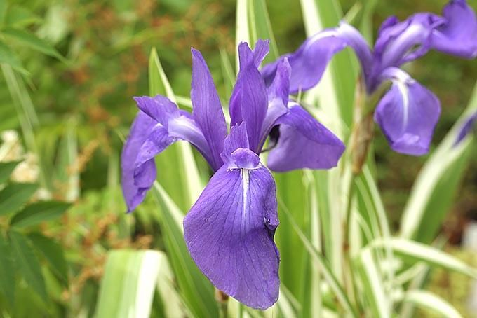 スワロフスキー【いずれアヤメかカキツバタ】 181758999.jpg?cmsp_timestamp=