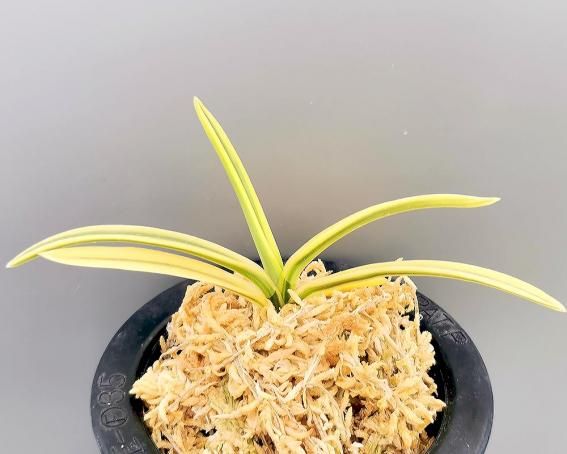 富貴蘭「苔台 (水苔)1箱60ヶ入」を使用ると完全乾燥だから季節