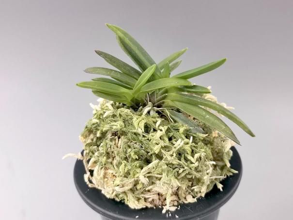 富貴蘭垂崖 (y0810009) - 「中越植物園オンラインショップ」