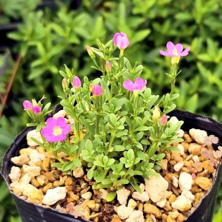 185302680.jpg?cmsp_timestamp=