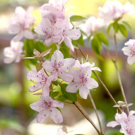 トキワバイカツツジ - 「中越植物園オンラインショップ」