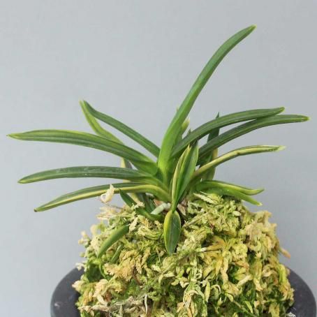 富貴蘭 雲竜の滝 (25a03) - 「中越植物園オンラインショップ」