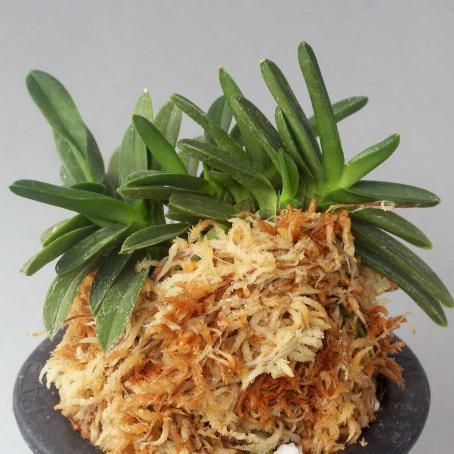 富貴蘭 玉金剛 (25a18) - 「中越植物園オンラインショップ」