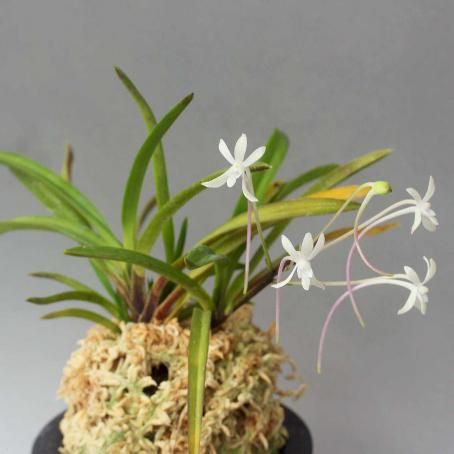 187633644.jpg?cmsp_timestamp=